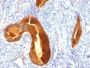Mucin 1 / EMA / Episialin / CD227(MUC1/955), CF594 conjugate, 0.1mg/mL