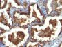 Mucin 1 / EMA / Episialin / CD227(MUC1/955), CF594 conjugate, 0.1mg/mL