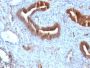 Beta-2 Microglobulin (B2M)(B2M/961), CF594 conjugate, 0.1mg/mL