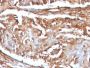 Beta-2 Microglobulin (B2M)(B2M/961), CF594 conjugate, 0.1mg/mL