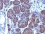GLG1 (Golgi Complex)(GLG1/970), CF594 conjugate, 0.1mg/mL