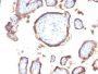 EGFR(GFR1195), CF594 conjugate, 0.1mg/mL