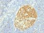 MCM7 (Proliferation Marker) (MCM7/1469), CF594 conjugate, 0.1mg/mL