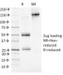 MCM7 (Proliferation Marker) (MCM7/1469), CF594 conjugate, 0.1mg/mL