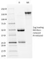 p53 Tumor Suppressor Protein(PAb240), CF594 conjugate, 0.1mg/mL