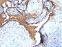 Glycophorin A / CD235a (Erythrocyte Marker)(N/A), CF594 conjugate, 0.1mg/mL