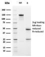 Bcl-X (Apoptosis Marker)(BCL2L1/1762), CF594 conjugate, 0.1mg/mL
