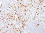 SOX2 (Transcription Factor) (SOX2/1791), CF594 conjugate, 0.1mg/mL