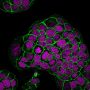 Ep-CAM / CD326 (Extracellular Domain) (Epithelial Marker) (EGP40/1798), CF594 conjugate, 0.1mg/mL