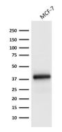 Ep-CAM / CD326 (Extracellular Domain) (Epithelial Marker) (EGP40/1798), CF594 conjugate, 0.1mg/mL