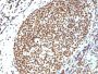 Histone H1 (Pan Nuclear Marker)(N/A), CF594 conjugate, 0.1mg/mL
