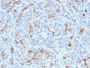 CFTR (Cystic Fibrosis Transmembrane Conductance Regulator)(M3A7), CF594 conjugate, 0.1mg/mL