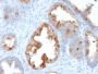 AMACR / p504S (Prostate Cancer Marker)(AMACR/1864), CF594 conjugate, 0.1mg/mL