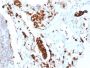 Napsin A (Lung Adenocarcinoma Marker)(NAPSA/1865R), CF594 conjugate, 0.1mg/mL