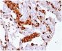 Napsin A (Lung Adenocarcinoma Marker) (rNAPSA/1239), CF594 conjugate, 0.1mg/mL