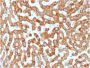 Prohibitin (Mitochondrial Marker)(PHB/1881), CF594 conjugate, 0.1mg/mL