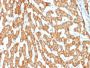 Prohibitin (Mitochondrial Marker)(PHB/1882), CF594 conjugate, 0.1mg/mL