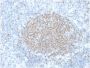 PAX5 / BSAP (Early B-Cell Marker) (PCRP-PAX5-1B7), CF594 conjugate, 0.1mg/mL