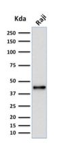 PAX5 / BSAP (Early B-Cell Marker) (PCRP-PAX5-1B7), CF594 conjugate, 0.1mg/mL