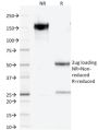 PAX5 / BSAP (Early B-Cell Marker) (PCRP-PAX5-1B7), CF594 conjugate, 0.1mg/mL