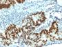 p53 Tumor Suppressor Protein(PAb1801), CF594 conjugate, 0.1mg/mL