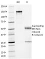 p53 Tumor Suppressor Protein (PCRP-TP53-1F7), CF594 conjugate, 0.1mg/mL