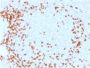 CD3e (T-Cell Marker) (C3e/1931), CF594 conjugate, 0.1mg/mL