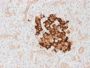 Insulin / IRDN (beta-Cell & Insulinoma Marker) (IRDN/1980R), CF594 conjugate, 0.1mg/mL