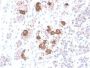 ACTH (Adrenocorticotrophic Hormone) (Pituitary Marker) (CLIP/2040R), CF594 conjugate, 0.1mg/mL
