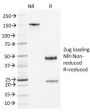 Nucleophosmin (Acute Myeloid Leukemia Marker) (NA24), CF594 conjugate, 0.1mg/mL