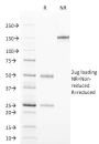 TCL1 (T-Cell Marker) (TCL1/2078), CF594 conjugate, 0.1mg/mL
