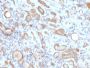 ARF1 (Golgi Apparatus Marker)(ARF1/2117), CF594 conjugate, 0.1mg/mL
