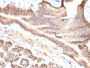 TACSTD2 / TROP2 (Epithelial Marker) (TACSTD2/2151), CF594 conjugate, 0.1mg/mL