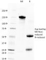 TACSTD2 / TROP2 (Epithelial Marker) (TACSTD2/2151), CF594 conjugate, 0.1mg/mL