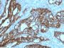 TACSTD2 / TROP2 (Epithelial Marker) (TACSTD2/2152), CF594 conjugate, 0.1mg/mL