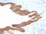 TACSTD2 / TROP2 (Epithelial Marker) (TACSTD2/2152), CF594 conjugate, 0.1mg/mL