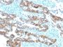 TACSTD2 / TROP2 (Epithelial Marker) (TACSTD2/2153), CF594 conjugate, 0.1mg/mL
