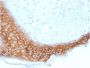 TACSTD2 / TROP2 (Epithelial Marker) (TACSTD2/2153), CF594 conjugate, 0.1mg/mL