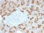 TACSTD2 / TROP2 (Epithelial Marker) (TACSTD2/2153), CF594 conjugate, 0.1mg/mL