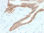 TACSTD2 / TROP2 (Epithelial Marker) (TACSTD2/2153), CF594 conjugate, 0.1mg/mL