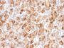 Thyroglobulin (Thyroidal Cell Marker)(r2H11), CF594 conjugate, 0.1mg/mL