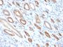 Occludin (Marker of Early Blood Brain Barrier Damage)(OCLN/2181), CF594 conjugate, 0.1mg/mL