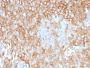 HLA-DR (MHC II)(TAL 1B5), CF594 conjugate, 0.1mg/mL