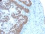 CDX2 / Caudal Type Homeobox 2 (GI Epithelial Marker)(CDX2/2214), CF594 conjugate, 0.1mg/mL
