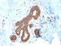 Glutathione S-Transferase Mu2 (GSTM2)(CPTC-GSTMu2-2), CF594 conjugate, 0.1mg/mL