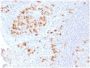 Human Kappa Light Chain / IGKC (B-Cell Marker) (KLC2289R), CF594 conjugate, 0.1mg/mL