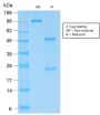 Human Kappa Light Chain / IGKC (B-Cell Marker) (KLC2289R), CF594 conjugate, 0.1mg/mL