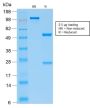 Parathyroid Hormone (PTH) (N-Terminal) (PTH/2295R), CF594 conjugate, 0.1mg/mL