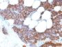 Parathyroid Hormone (PTH) (N-Terminal) (PTH/2295R), CF594 conjugate, 0.1mg/mL