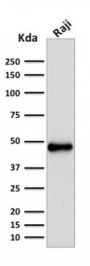 PAX5 / BSAP (Early B-Cell Marker)(rPAX5/2060), CF594 conjugate, 0.1mg/mL